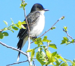 Eastern Kingbird