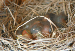 Baby Bluebirds