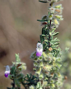 Scrub Rosemary (Conradina canescens)