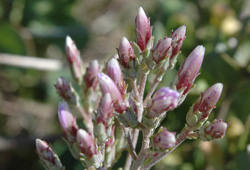 Garberia (flower buds)