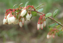 Shiny Blueberry (flowers)