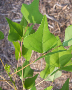 Coral Bean (leaf)