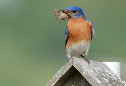 Male Bluebird