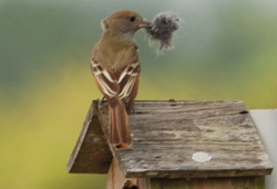 Great Crested Flycatcher