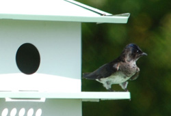 Purple Martin