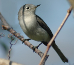 Blue-Gray Gnatcatcher