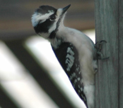 Downy Woodpecker