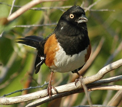 Eastern Towhee