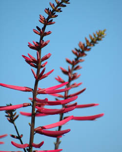 Coral Bean (flower)