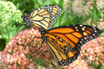 Mark Minno Butterfly Workshop