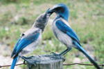 Baby Scrub-Jays