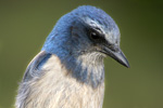 Florida Scrub-Jay