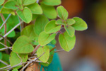 Planting and Propagating Herbs and Spices