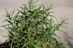Lei Lani Davis Herb Workshop
