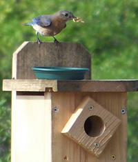 female bluebird