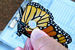 BioBlitz Program Features Monarch Butterflies