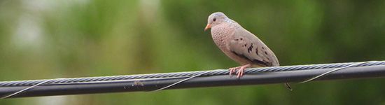 Wendy Milstein - Mourning Dove