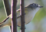 Annual Clermont Christmas Bird Count 2024