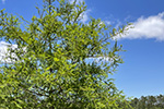 Trailday News May 25