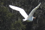 Annual Clermont Christmas Bird Count 2025