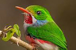 Flora, Fauna, and Ecosystems of Central Cuba 
with Dr. Marc Minno