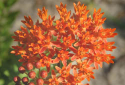 Butterfly Weed (CU)