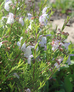 Scrub Rosemary (Conradina grandiflora)