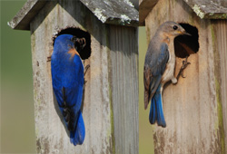 Male & Female Bluebird