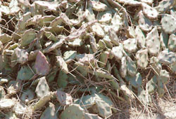 Prickly-pear Cactus