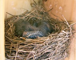 Bluebird s 1 week old