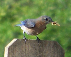 femail Bluebird