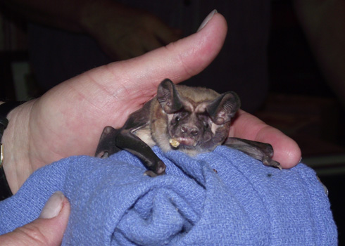 Bonneted Bat