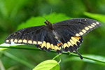 May 19 Encore Butterfly and Wildflower Presentation at BioBlitz