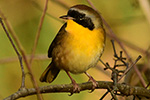 Clermont Bird Count - January 5, 2020