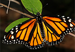 Monarch Migration in Mexico with Dr. Marc Minno