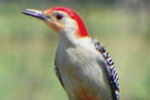 Clermont Bird Count Results - January 1, 2024